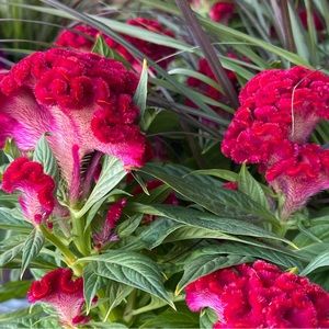 Meet your Posher, Kylie